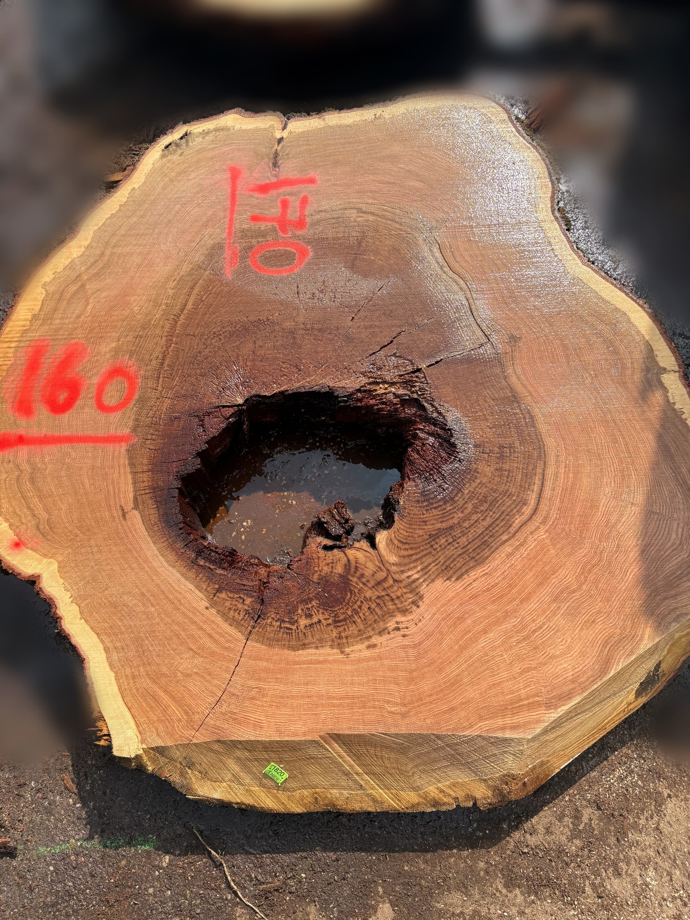 Oak - P6-1820