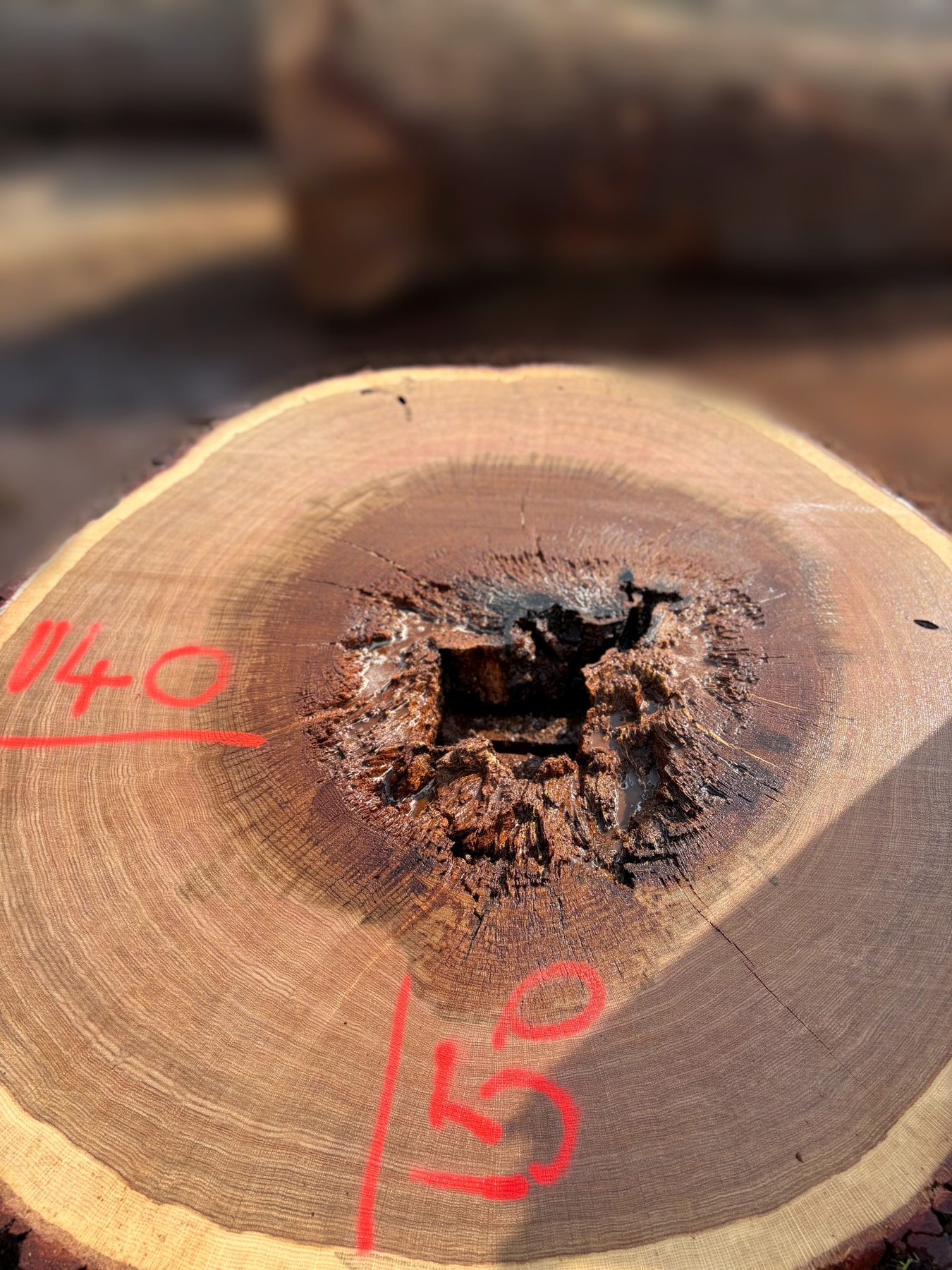 Oak - P6-1825