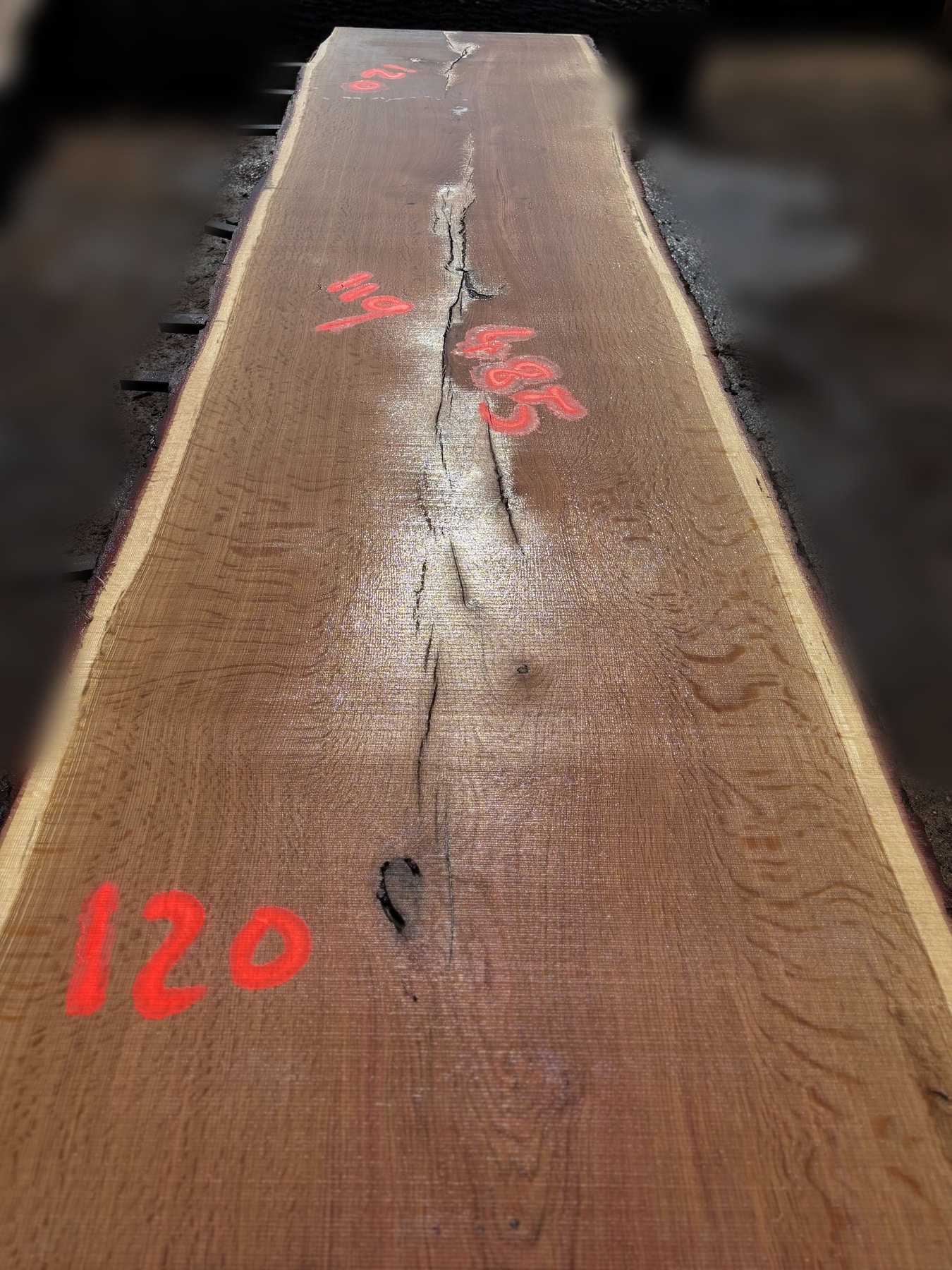 Oak - P5-1814