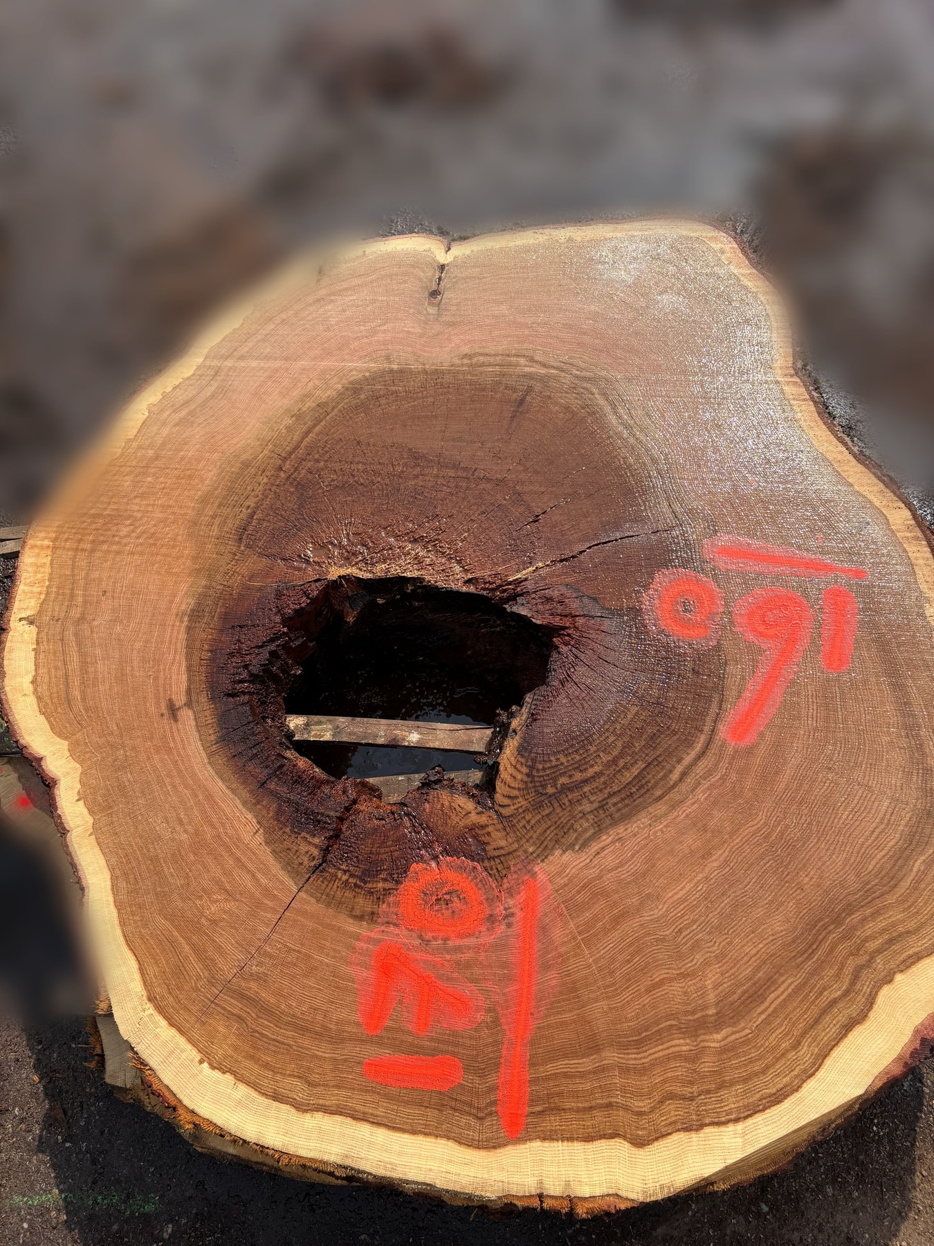 Oak - P6-1821