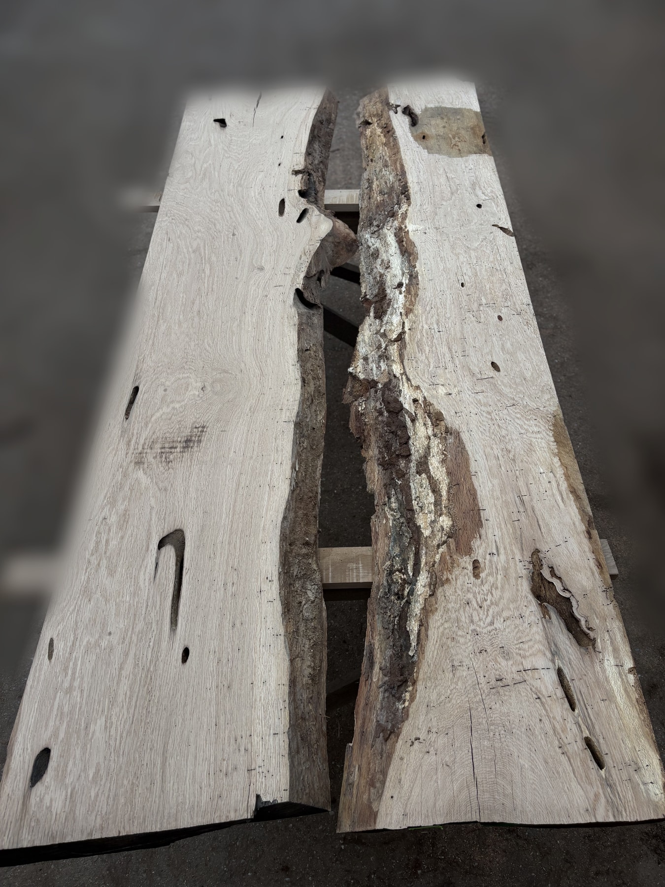 Oak - P4-1432