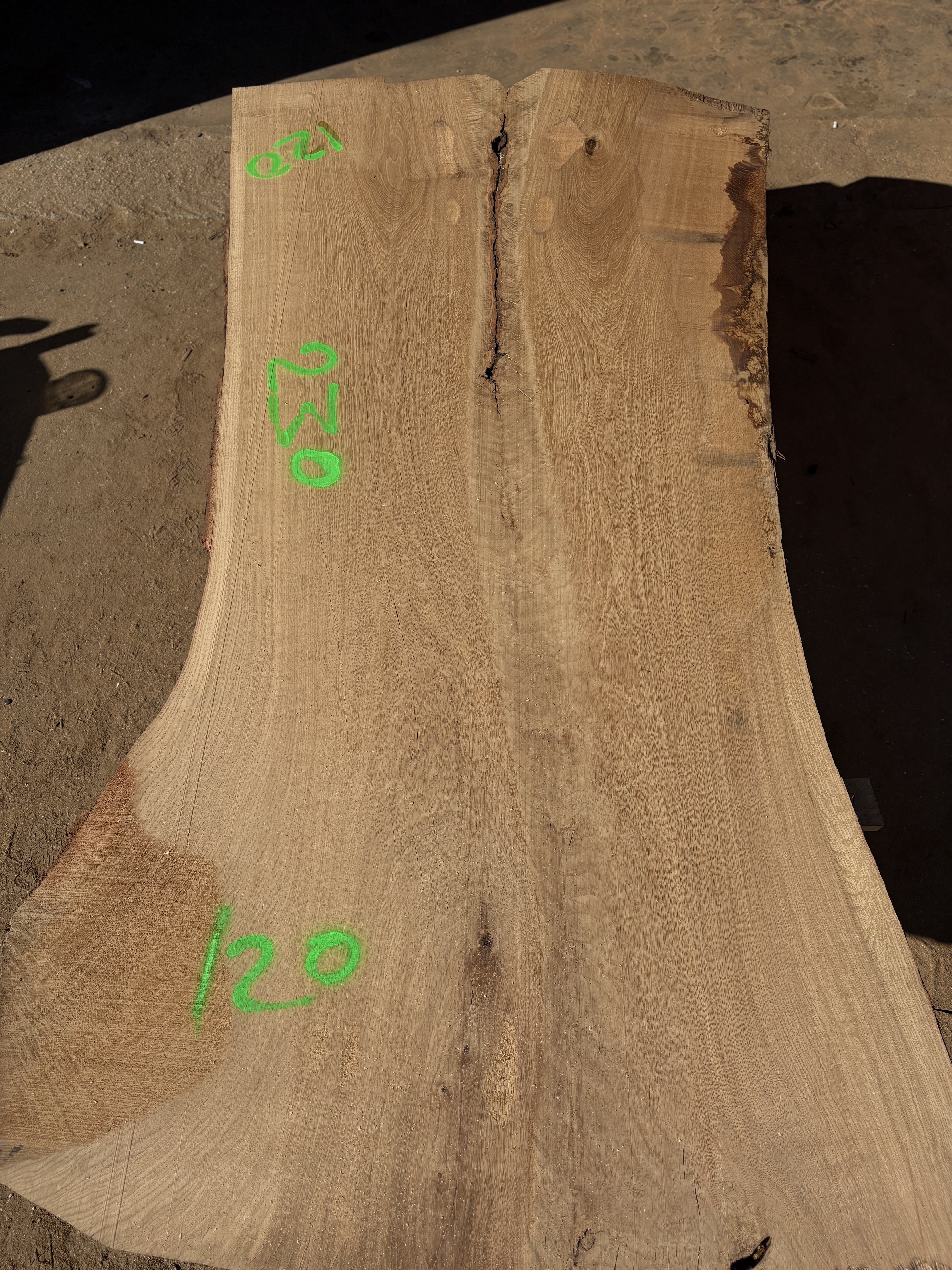 Oak - P3-1646