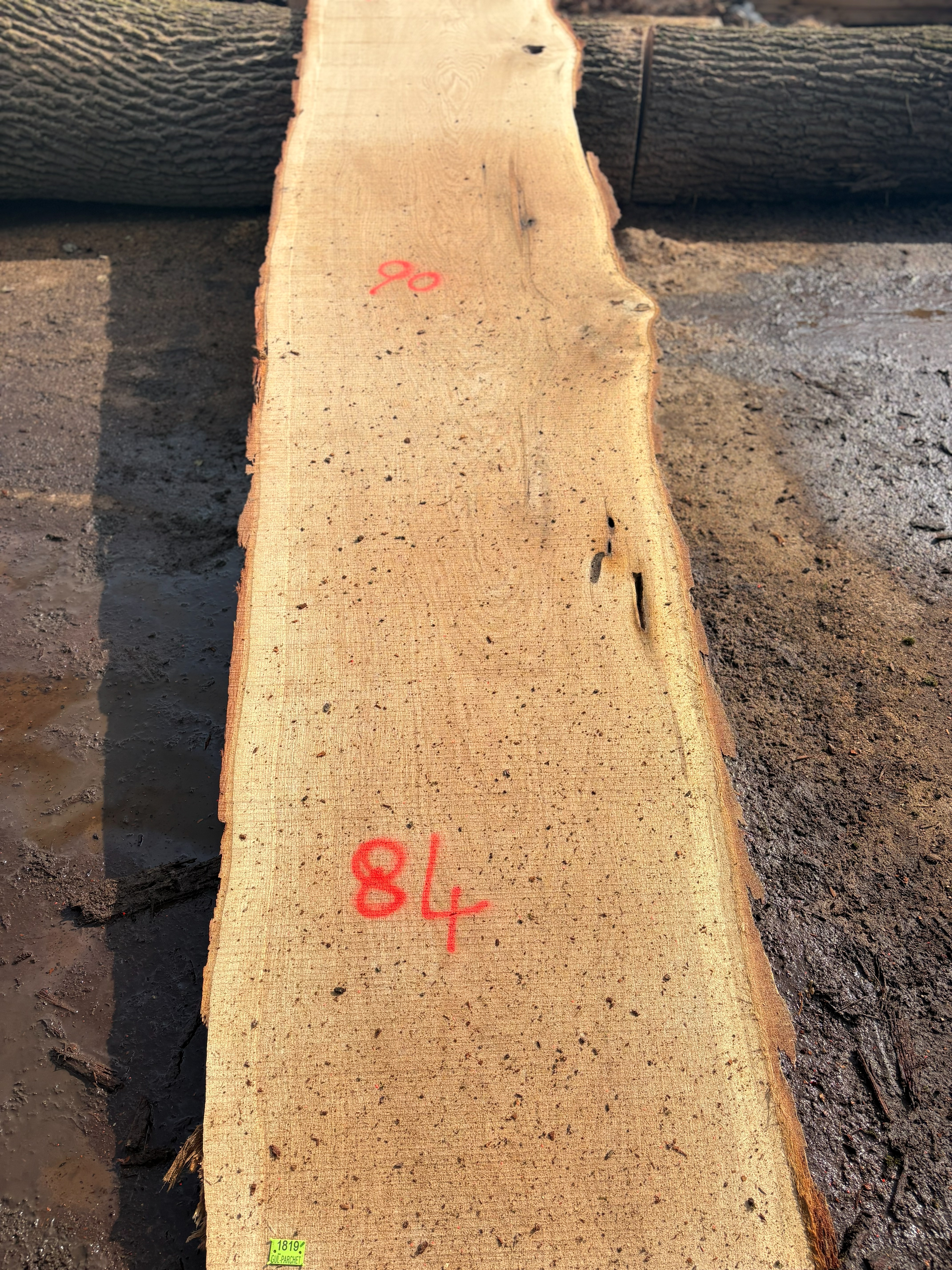 Oak - P5-1819